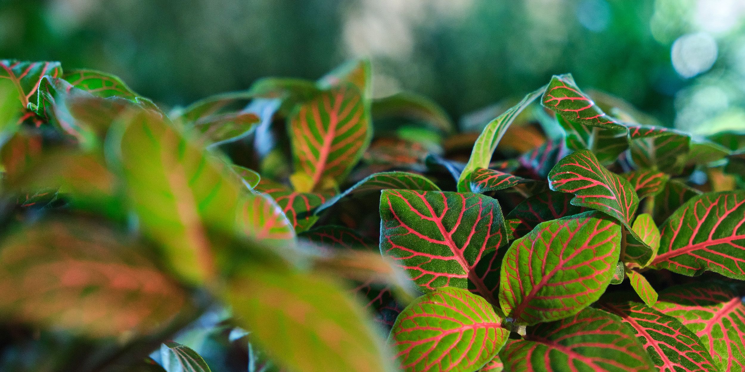 banner_blumen-pflanzen.jpg